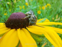 Image result for Renealmia susanneae-katziae