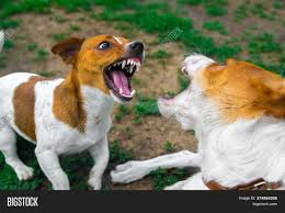 Two Dogs Fighting On Image Photo Free Trial Bigstock