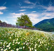Modern bouquets & unique plants designed to impress. Field Of Blooming Daisy Flowers In Caucasus Mountains Green Summer Scene In The Mountain Valley Mazeri Village Location Upper Svaneti Georgia Europe Beauty Of Nature Concept Background Stock Photo Picture And Royalty