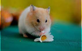 Cute Hamster 1920x1200 Wallpapers 1920x1200 Wallpapers Pictures Free Download Cute Hamsters Funny Hamsters Hamster