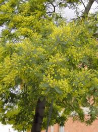Image result for Acacia dealbata
