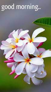 Pin By Gururaja Acharya On Good Morning Quotes Beautiful Flowers Plumeria Flowers Pretty Flowers