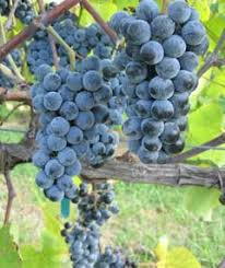 Image result for Vitis