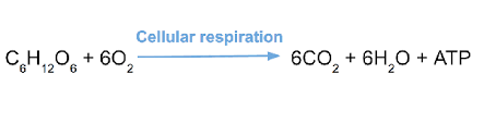 Check spelling or type a new query. What Are The Reactants And Products Of Cellular Respiration Quora