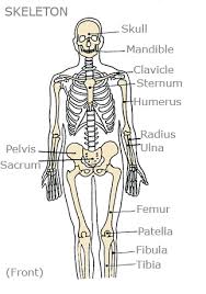 The wrist is comprised of 8 carpal bones. Kids Health Topics Your Bones