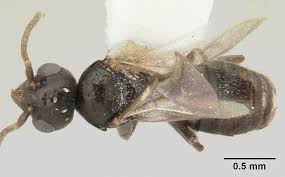 Image result for Exochaenium exiguum