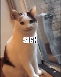 Share the best gifs now >>>. Cat Meme Gifs Get The Best Gif On Giphy