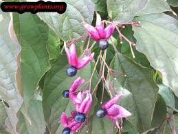 Image result for Clerodendrum buchneri