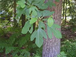 The autumn colours is orange to red. Tree Sassafras Plants Sassafras Tree Black Walnut Tree