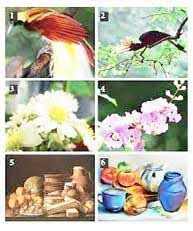 Objek di alam itu bisa meliputi, flora, fauna, dan alam benda. Konsep Menggambar Bentuk Tumbuhan Hewan Dan Alam Benda