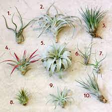 Airplant Samples Air Plant Display Air Plants Plants