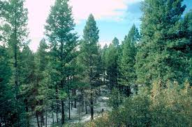 The douglas fir (pseudotsuga menziesii) is an evergreen conifer species in the pine family, pinaceae. Douglas Fir Wikipedia