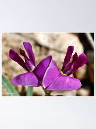 Image result for Otoptera