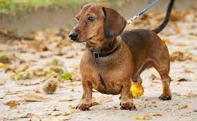 Ivdd is a degenerative process. Types Of Dachshunds Smooth Long Wired Haired More