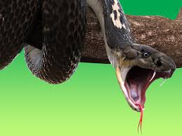 Wie viele früchte erwischen sie mit der schlange? Snakes Evolved From Survivors Of Asteroid That Wiped Out Dinosaurs Al Arabiya English