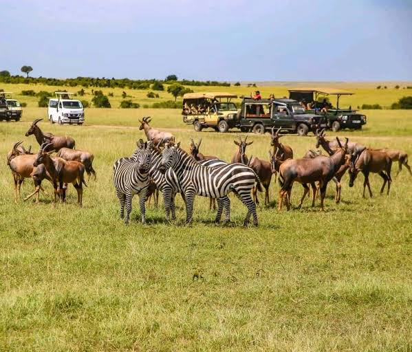 3-Day Maasai Mara Luxury Safari Gallery
