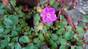 Image result for Dissotis glandulosa