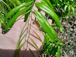 Image result for Stenochlaena