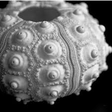 Conch seashell, sea shell concrete statue, indoor/ outdoor statuary. 2 Phase Iii Shells Clanculus Pharaonius Bead A And Complete Shell Download Scientific Diagram