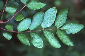 Image result for Zanthoxylum