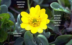 Image result for Ranunculaceae