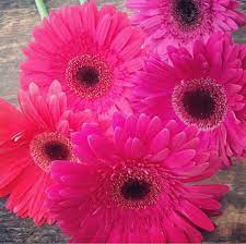 Gerbera Flower Gerbera Flower Flowers Online Gerbera Daisy