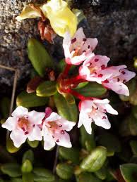 Image result for Galenia procumbens