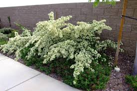 Image result for Pyracantha