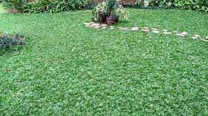Jenis rumput gajah mini ini lebih murah ketimbang jenis rumput lainnya misalnya saja rumput jepang. Harga Rumput Gajah Mini Per Meter Siap Tanam Di Labuhan Batu Selatan Propinsi Sumatera Utara Cv Rumputkita Soccer Field