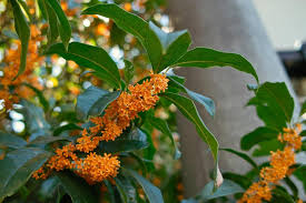 Thunbergii モクセイ （木犀、 学名 : Photo Of The Bloom Of Osmanthus Fragrans Var Aurantiacus Posted By Admin Garden Org