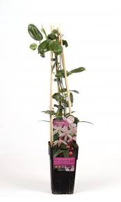 Clematis armandii 'apple blossom' is een mooie zachtroze vorm en clematis armandii 'snowdrift' bloeit extra rijk met witte bloemen. Bol Com Wit Roze Geel En Groenblijvende Klimplanten Kleurencombinatie 4 Roze Witte Gele En