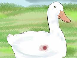 Ducklings must be kept warm and dry for the first three to four weeks. 4 Ways To Take Care Of Ducks Wikihow