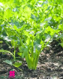 Image result for Apium graveolens