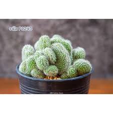 Maybe you would like to learn more about one of these? à¹à¸„à¸„à¸• à¸ª à¸à¸£à¸°à¸šà¸­à¸‡à¹€à¸žà¸Šà¸£ à¹à¸¡à¸¡à¸¡ à¸¥à¸¥à¸²à¹€à¸£ à¸¢ à¸„à¸­à¸¡à¹€à¸žà¸£à¸ªà¸‹ à¸² à¹‚à¸¢à¸ à¸‡ à¸„à¸£ à¸ªà¸•à¸²à¸• à¸² Mammillaria Compressa Cv Yokan Cristata 390