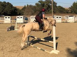 Naughty couples at the beach. Brian Sabo Jumping Clinic Diy Horse Ownership