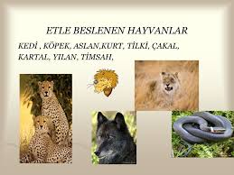 Hayvanlar Alemi Icerik Huriye Korkmaz Sinif Ogretmeni Ppt Indir