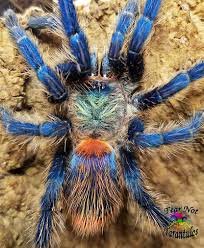 Image result for Tridactyle gentilii