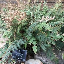 Image result for Sinopteridaceae