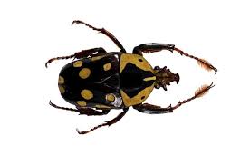 Image result for Geigeria burkei