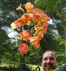 Image result for Carapa grandiflora