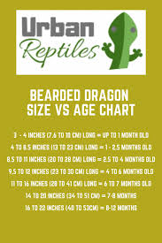 Bearded Dragon Lifespan How Long Does A Bearded Dragon Live