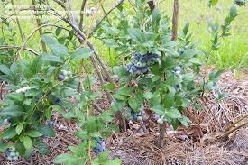Large, juicy sweet flavored berries. Plantfiles Pictures Vaccinium Southern High Bush Blueberry O Neal Vaccinium Virgatum By Farmerdill