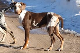 Our Patchwork Catahoula We Raise Catahoulas Www