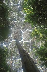 Activiteiten in de omgeving van bukit pelindung recreational forest. What You Should Know About Malaysia S Forest Reserve Frim Expatgo