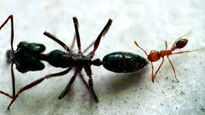 Serangga realistik vector 3d stereo semut gambar unduh. Semut Merah Semut Hitam Two Ants That Have Different Color Flickr