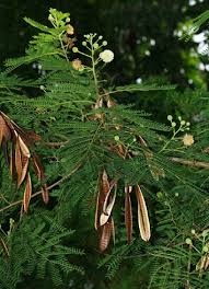 Image result for Acacia rovumae