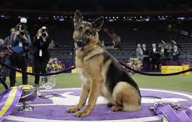 Everything you need to know at each state to ensure your cute and playful puppy (your puppy month by month). German Shepherd From Wisconsin Wins Best In Show At Westminster Mpr News
