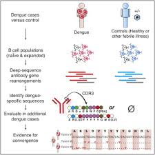 25 minta menteri pengangkutan menyatakan apakah keutamaan kementerian luar (termasuk kementerian pengangkutan) bagi menyelesaikan konflik ruang udara malaysia singapura, pencerobohan ruang udara pasir gudang dan sehingga hari ini di manakah tahap. Convergent Antibody Signatures In Human Dengue Sciencedirect