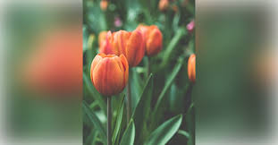 Obituary information for Wanda Gail Blackmon