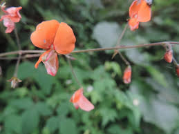 Image result for Hylodesmum repandum